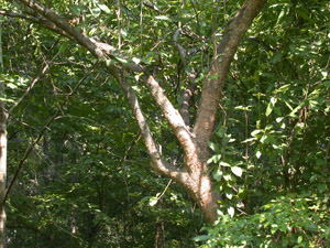 Buckthorn bully trunk